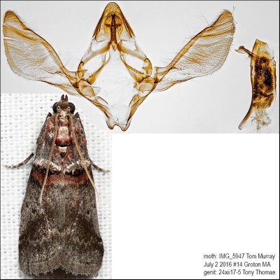 5691 - Sweetfern Leaf Casebearer Moth - Acrobasis comptoniella IMG_5947.jpg