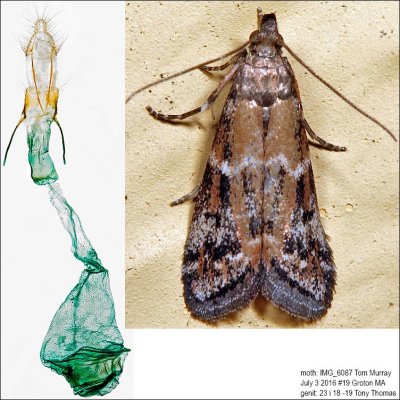 6011 - Brower's Vitula Moth - Vitula broweri IMG_6087.jpg