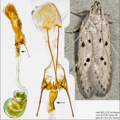 1852 - Ten-spotted Honeysuckle Moth - Athrips mouffetella IMG_6118.jpg