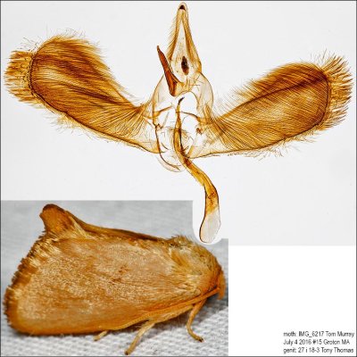 Moths Identified with Genitalia Picutres (4618-4702)
