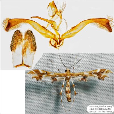 Plume Moths Identified with Genitalia Pictures 6089-6234