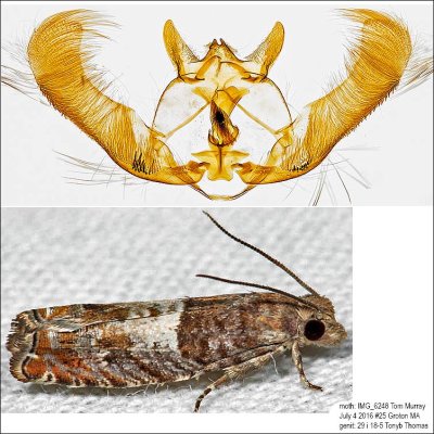 3310 - Walker's Epinotia Moth - Epinotia transmissana IMG_6248.jpg
