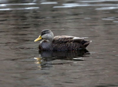 American Black Duck - Anas rubripes