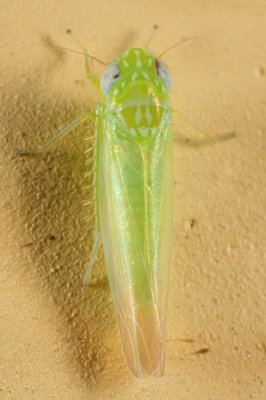 Potato Leafhopper - Empoasca fabae