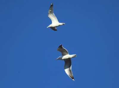 Herring Gulls - Larus argentatus