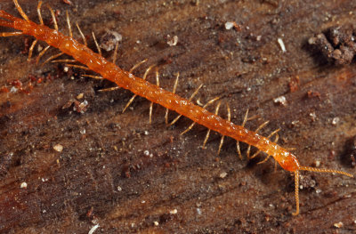 Bark Centipede - Cryptops hortensis