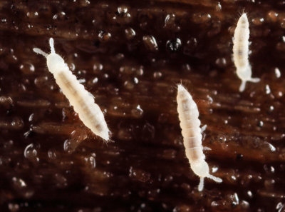 Heteraphorura subtenuis
