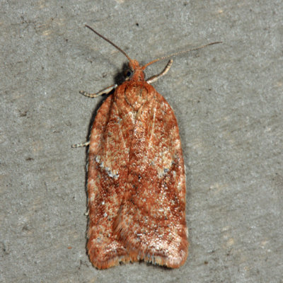 3521.1 - Acleris stadiana