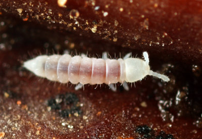 Heteraphorura subtenuis