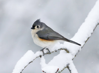 Tufted Titmouse in a snow storm