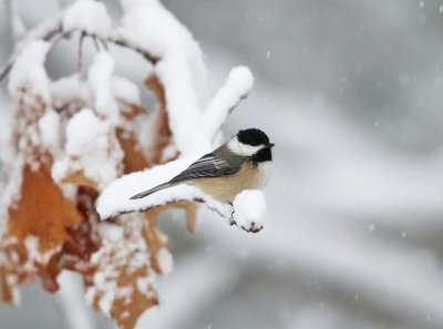 Black-capped Chickadee in a snow storm