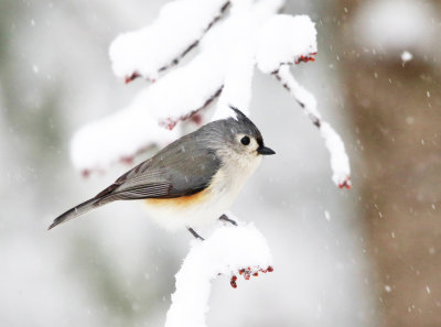 Tufted Titmouse in a snow storm