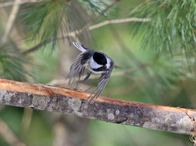 Black-capped Chickadee taking off
