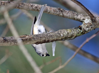 Tufted Titmouse drinking from an icicle
