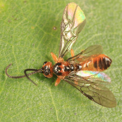 Braconid Wasps - subfamily Ichneutinae