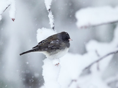 Dark-eyed Junco - Junco hyemalis