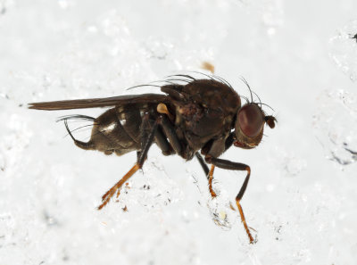 Dichaeta sp.