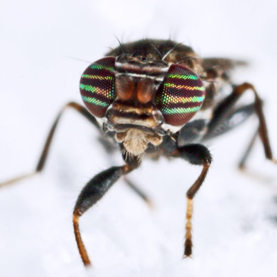 Flies - Aulacigastridae