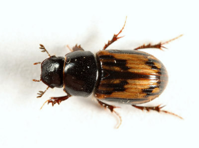 Maculated Dung Beetle - Aphodius distinctus