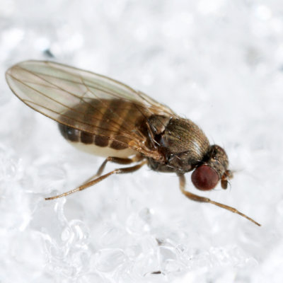 Drosophila affinis species group