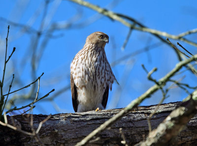 Coopers Hawk - Accipiter cooperii