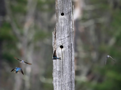 Tree Swallows - Tachycineta bicolor