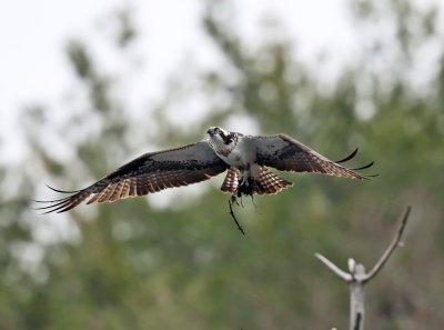 Osprey carrying nest material 