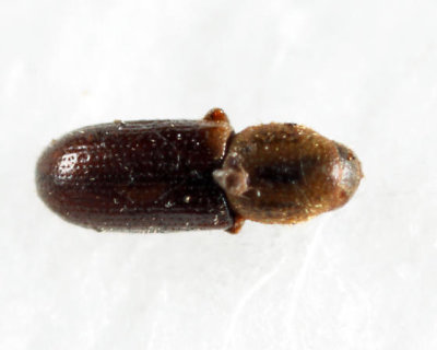 Crypturgus pusillus