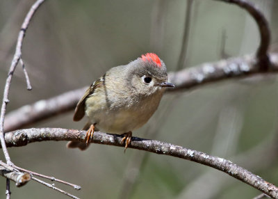 Ruby-crowned Kinglet - Regulus calendula