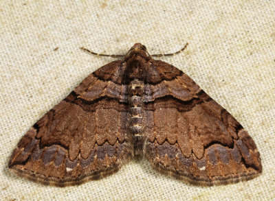 7329 – Variable Carpet Moth – Anticlea vasiliata