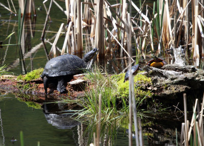 Blanding's Turtle - Emydoidea blandingii