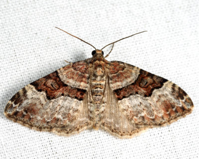 7390 - Toothed Brown Carpet - Xanthorhoe lacustrata