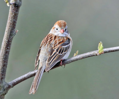 Field Sparrow - Spizella pusilla