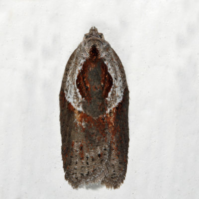 3543 - Stained-back Leafroller - Acleris maculidorsana