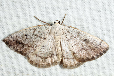 6668 - Gray Spring Moth - Lomographa glomeraria