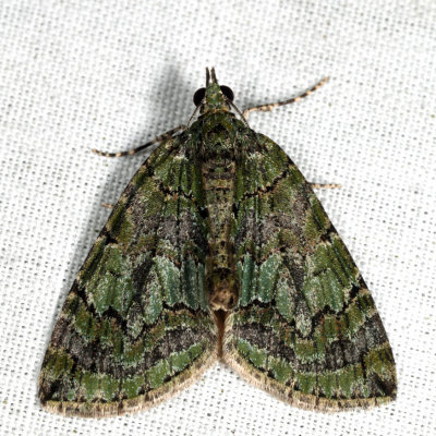 7237  Transfigured Hydriomena  Hydriomena transfigurata