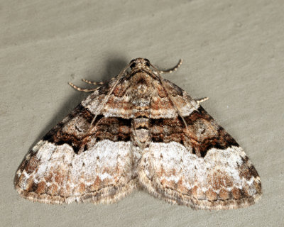 7390 - Toothed Brown Carpet - Xanthorhoe lacustrata