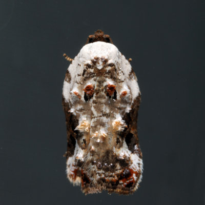 3510 - Snowy-shouldered Acleris - Acleris nivisellana