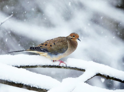 Mourning Dove - Zenaida macroura