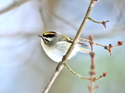 Golden-crowned Kinglet - Regulus satrapa