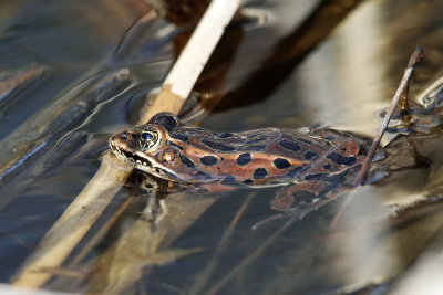 Northern Leopard Frog - Lithobates pipiens