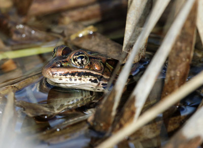 Northern Leopard Frog - Lithobates pipiens