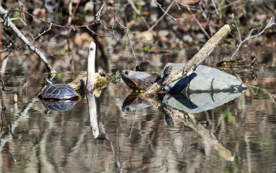 Common Snapping Turtle - Chelydra serpentina