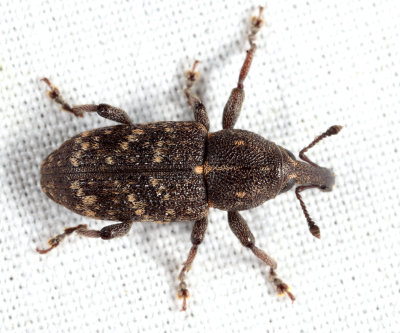 Pales Weevil - Hylobius pales