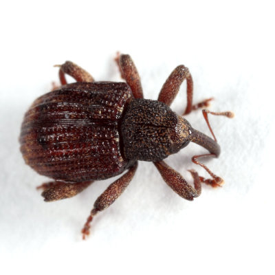 Conotrachelus posticatus