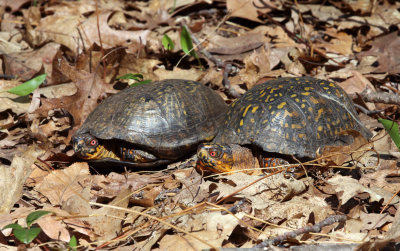 Eastern Box Turtle - Terrapene carolina carolina