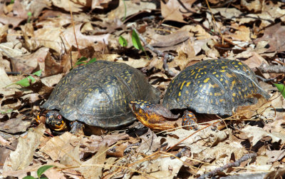 Eastern Box Turtle - Terrapene carolina carolina