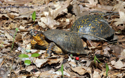 Eastern Box Turtle - Terrapene carolina carolina