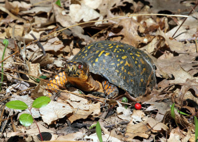 Eastern Box Turtle - Terrapene carolina carolina