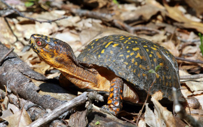 Eastern Box Turtle - Terrapene carolina carolina